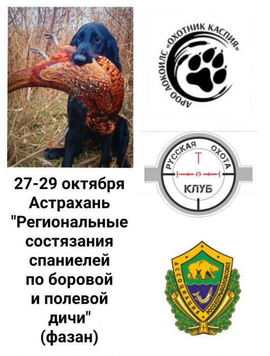 В конце октября в Астрахани пройдут полевые состязания спаниелей